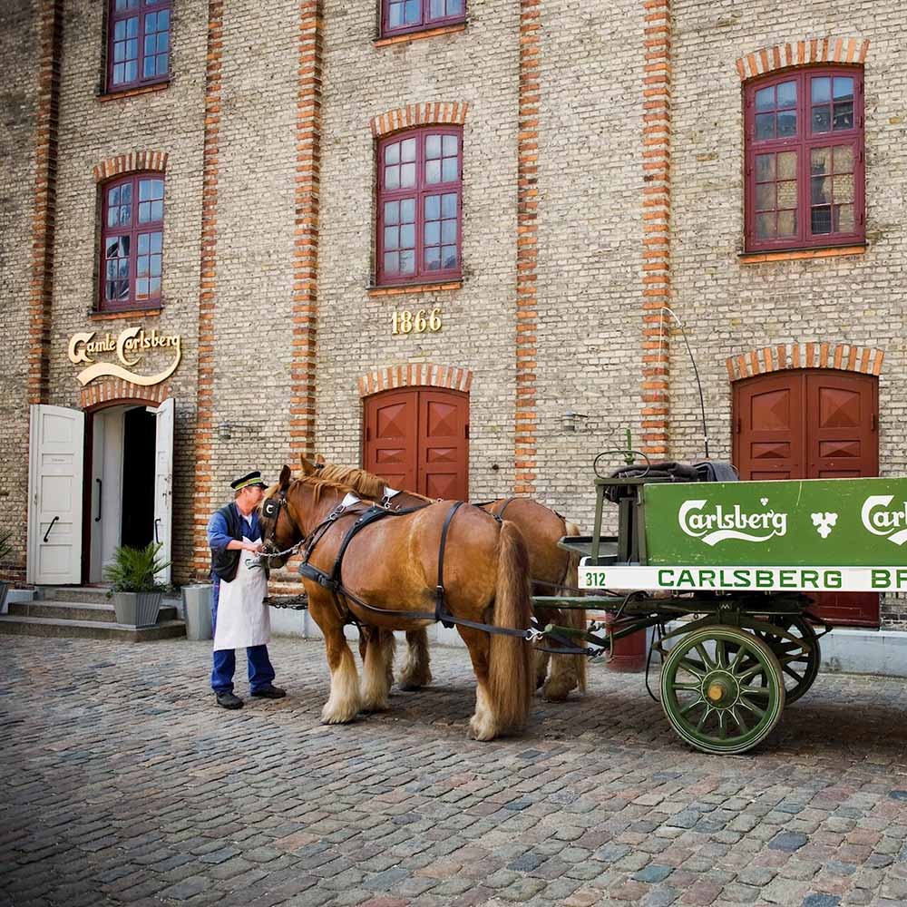 Man with two horses pulling a Carlsberg wagon